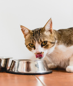 Chat se léchant les babines devant sa gamelle de pâtée bio et naturelle.