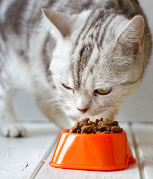 Chat dégustant des croquettes bio et naturelles dans sa gamelle.