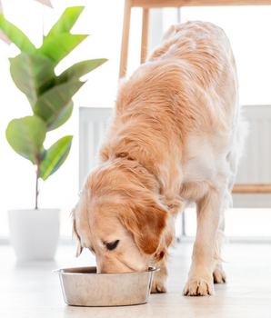 Chien dévorant sa pâtée bio et sans céréales dans sa gamelle.