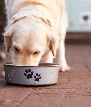 Chien dévorant sa pâtée bio et sans céréales dans sa gamelle.